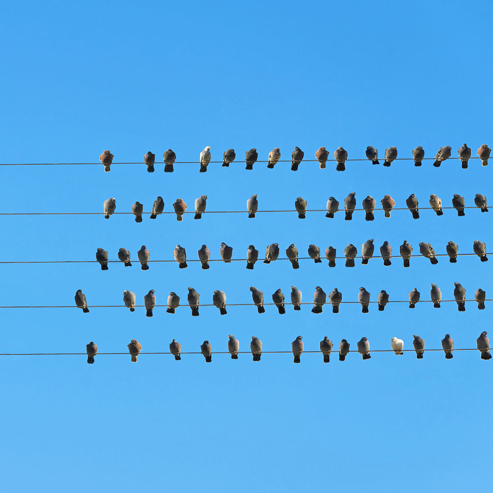 Animals in Groups
