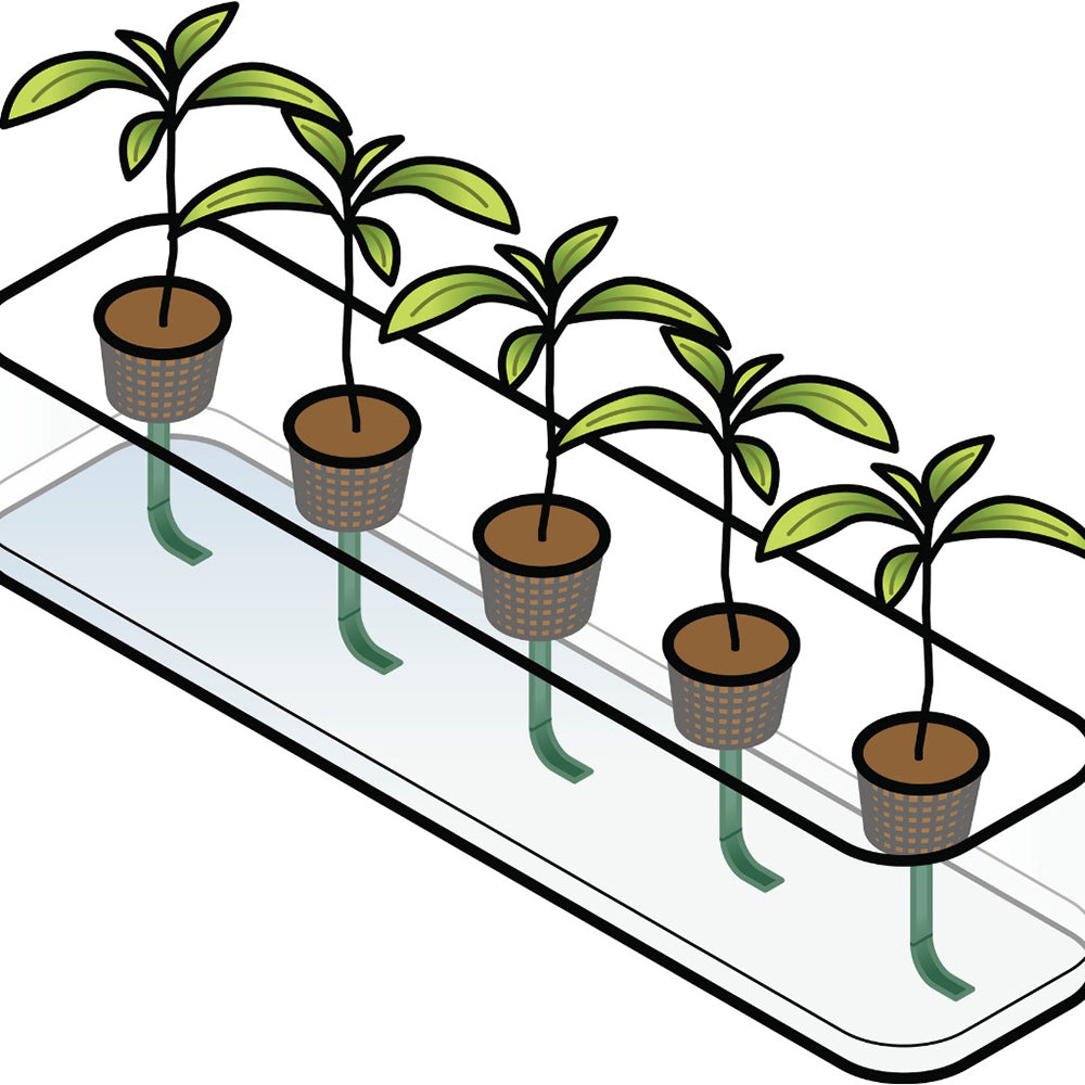 Classroom Hydroponics