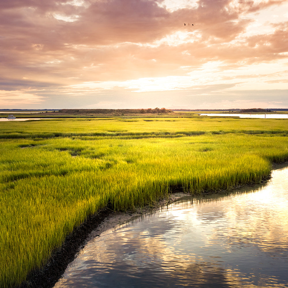 Wetland Ecosystems - Nature's Filter