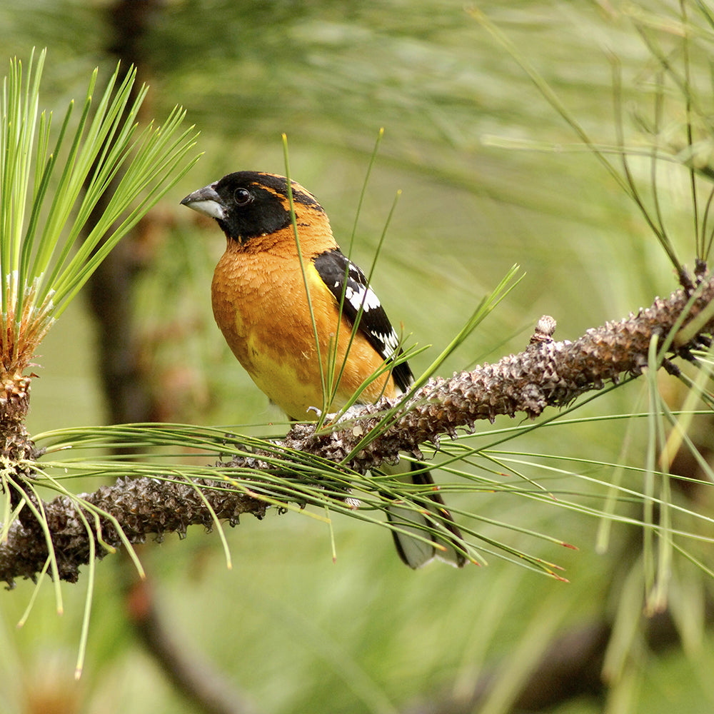Needs of Plants and Animals - Let's Do Science Bundle
