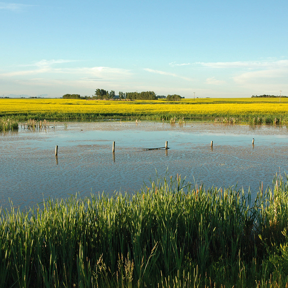 Wetlands - Let's Do Science Bundle