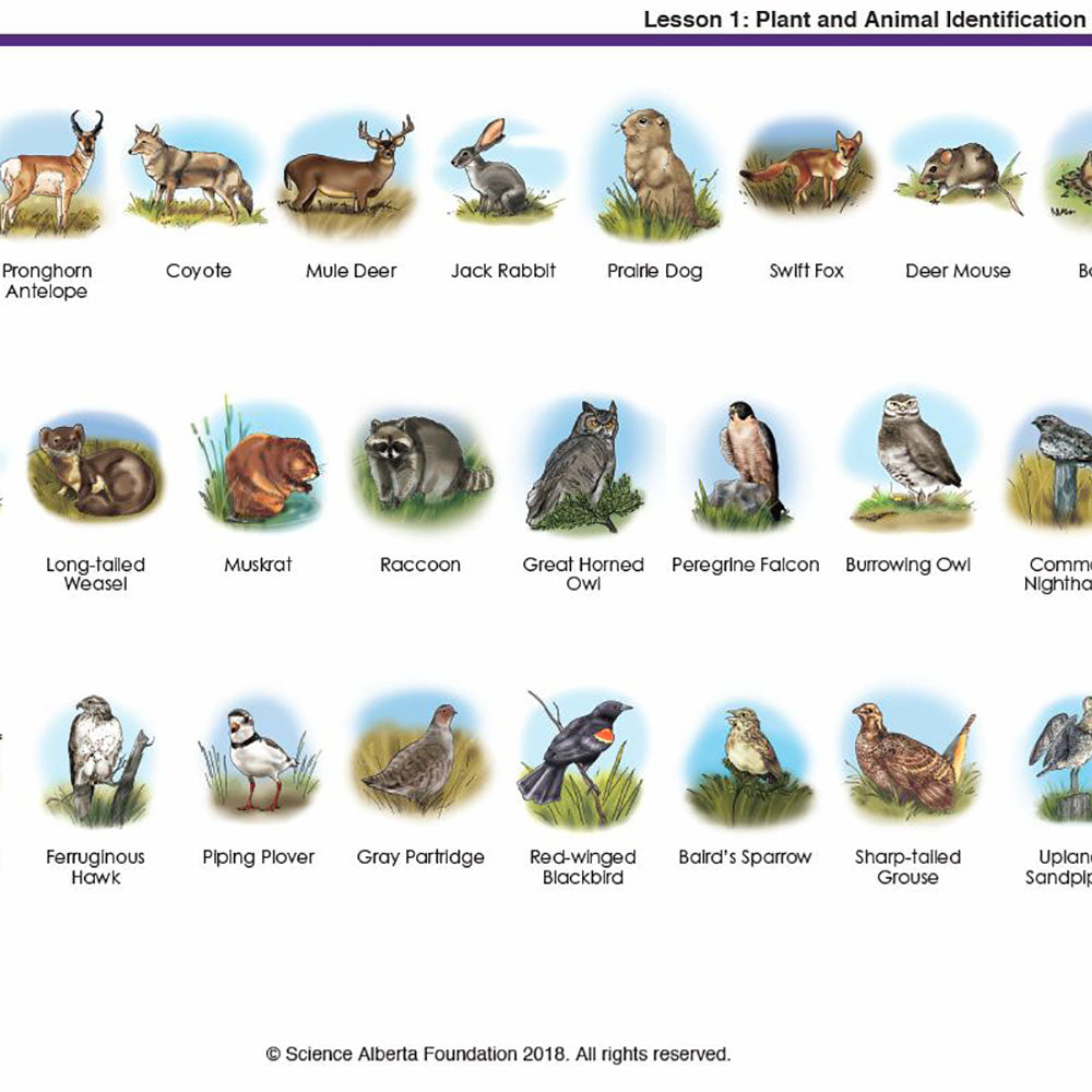 Needs of Plants and Animals - Who's Who?