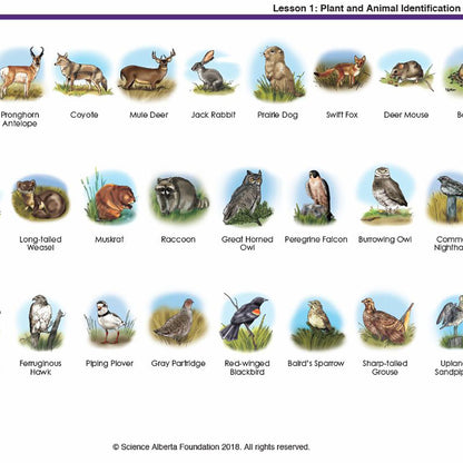 Needs of Plants and Animals - Who's Who?
