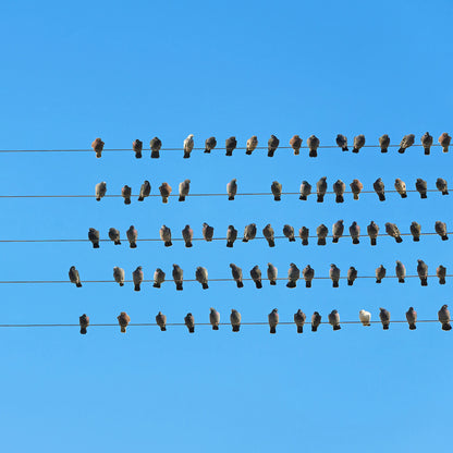 Animals in Groups