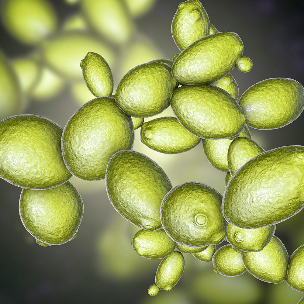 Aspire to Make Yeast Respire