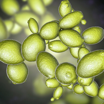 Aspire to Make Yeast Respire