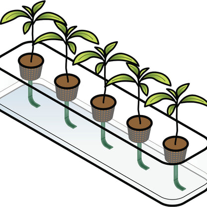 Classroom Hydroponics