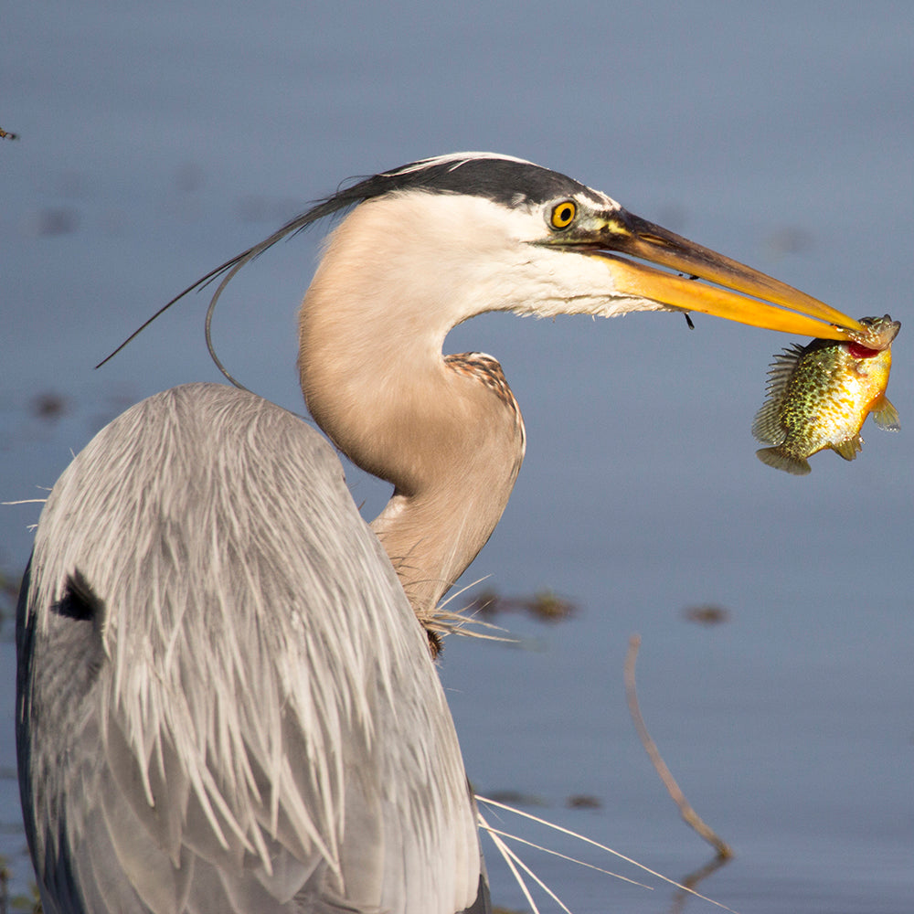 Wetland Ecosystems - Food Web and its Interactions