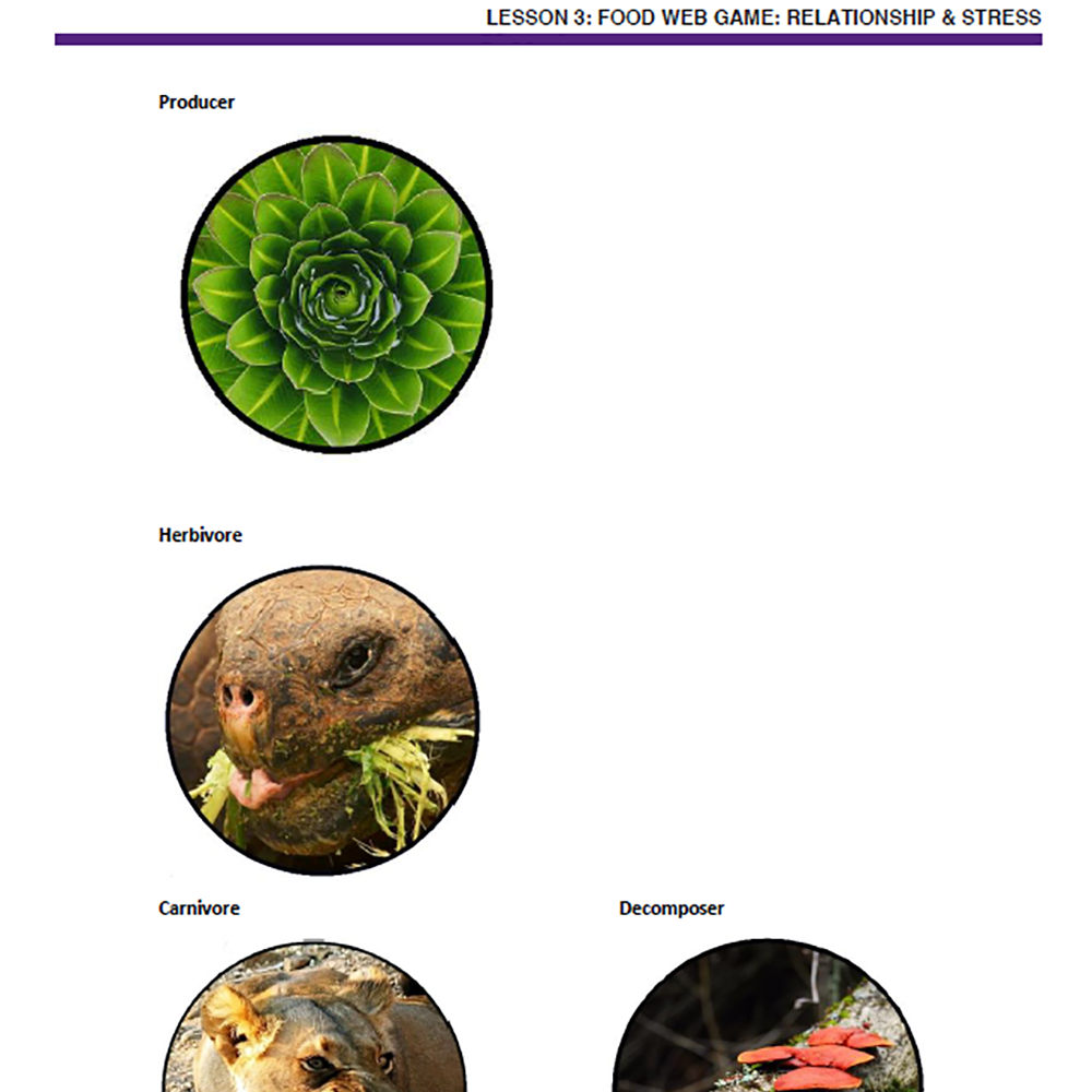 Wetland Ecosystems - Food Web Games: Relationships & Interactions