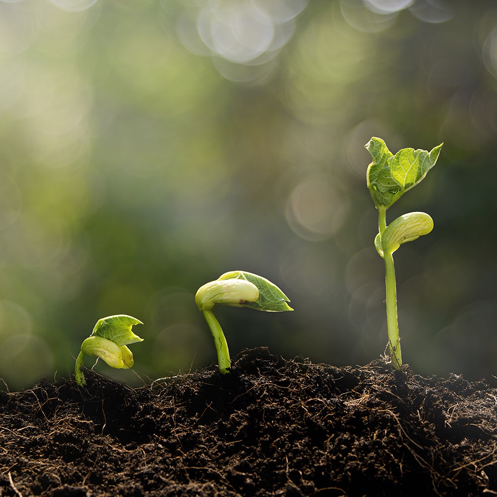 Needs of Plants and Animals - Grow a Plant