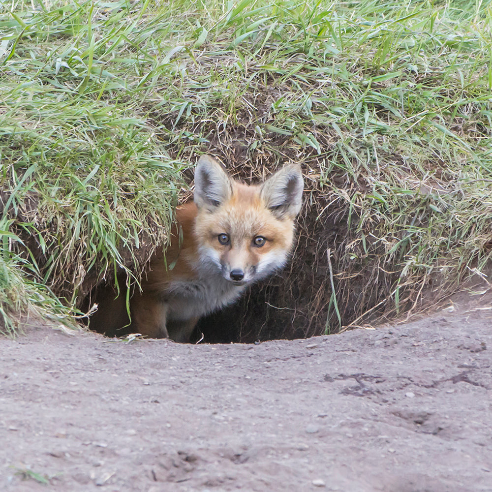 Needs of Plants and Animals - Habitat Hunters