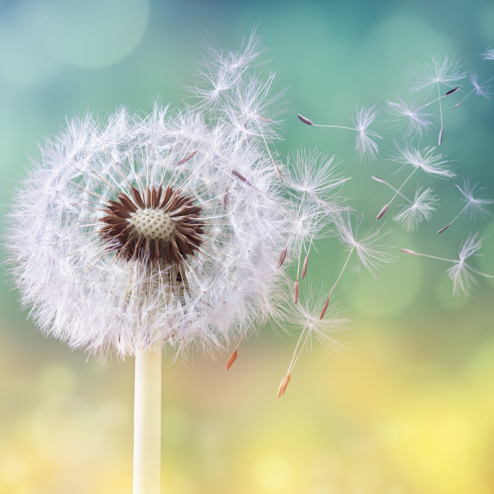 Needs of Plants and Animals - How Seeds Will Travel