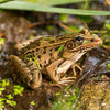 Needs of Plants and Animals - Leopard Frogs and Porcupine Grass