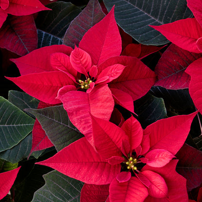 Classroom Chemistry | Lesson 10 - Poinsettia Chemistry
