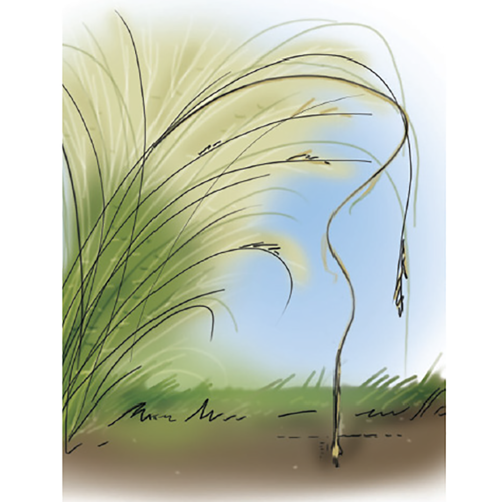 Needs of Plants and Animals - Leopard Frogs and Porcupine Grass