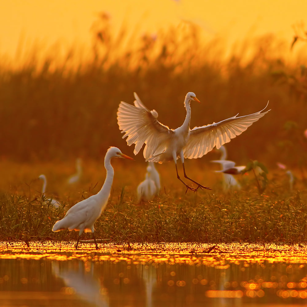Wetland Ecosystems - Wetlands Role Playing
