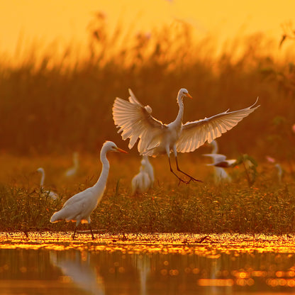 Wetland Ecosystems - Wetlands Role Playing